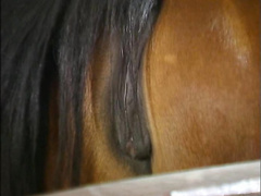 Групповой ретро секс с конюхом и его другом